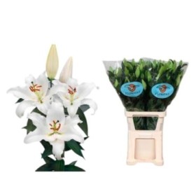 FLOR, LILIUM ORIENTAL BLANCO 100cm. x10 EXTRA