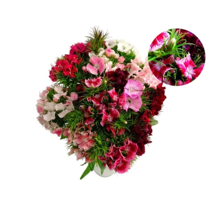 FLOR, CLAVELL POETA paq.x10