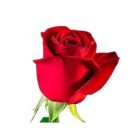 ROSA COLOMBIA, 40cm. x 25 vermell FREEDOM