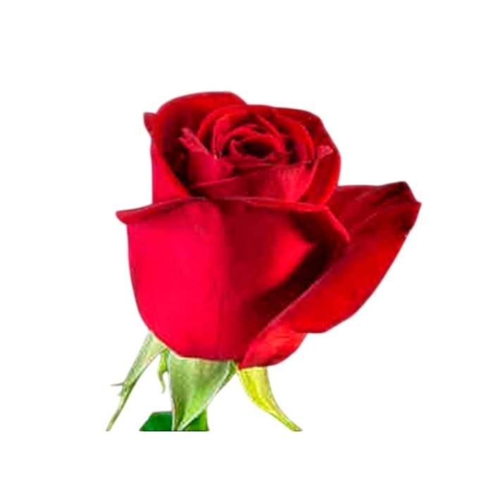 ROSA COLOMBIA, 40cm. x 25 vermell FREEDOM