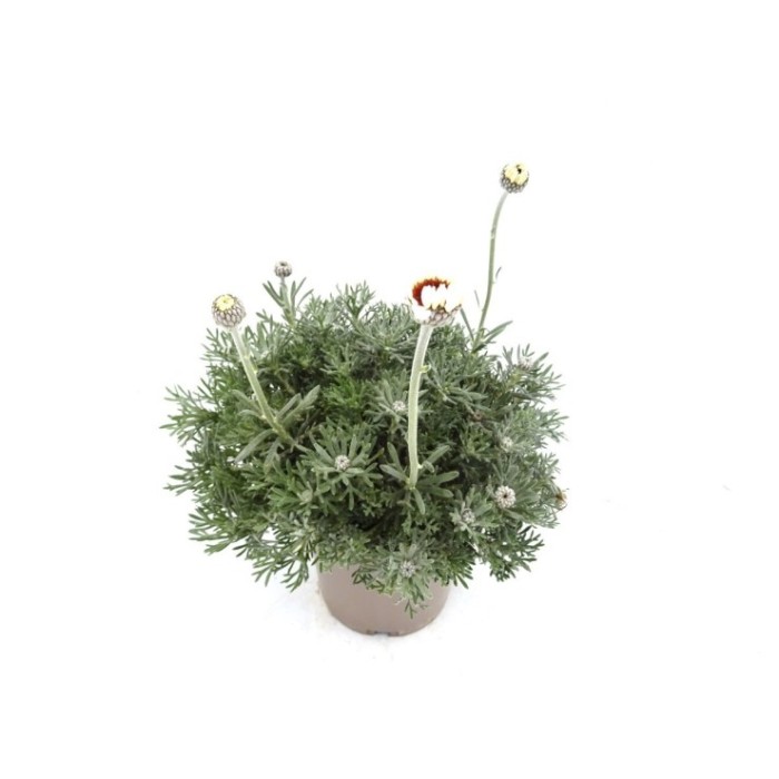 RHODANTHEMUM HOSMARIENSE M13