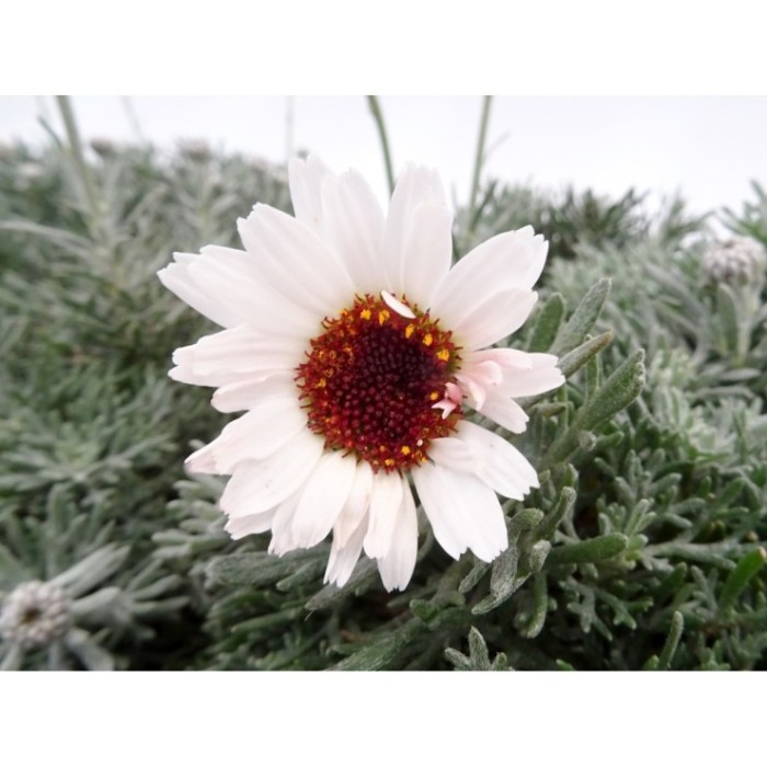 RHODANTHEMUM HOSMARIENSE M13