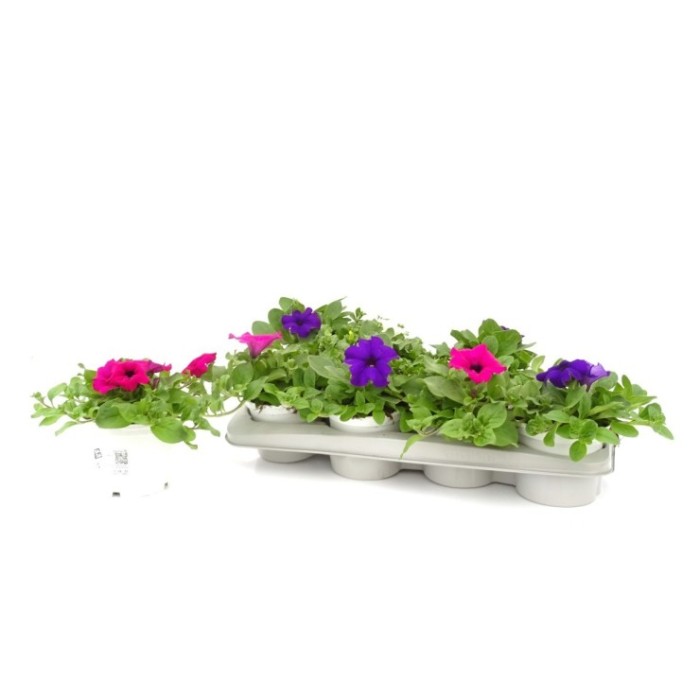 PETUNIA SURFINIA M13