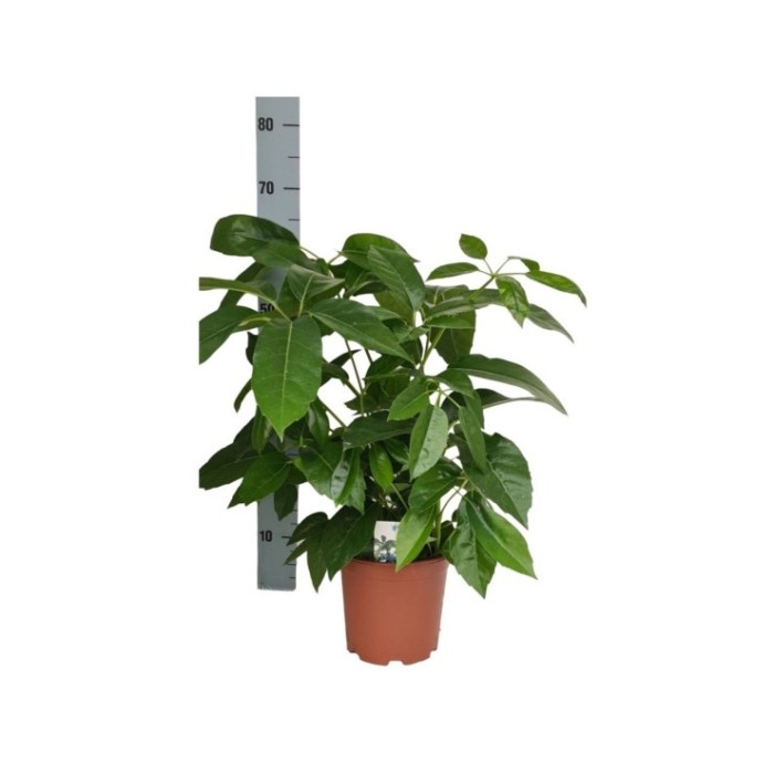 SCHEFFLERA ACTINOPHYLLA  M19- 70cm.