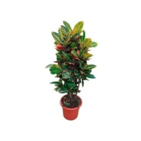 CROTON RAMIFICADO MIX M35