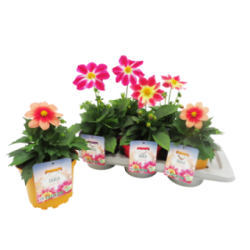 DAHLIA SUMMER BEES M17