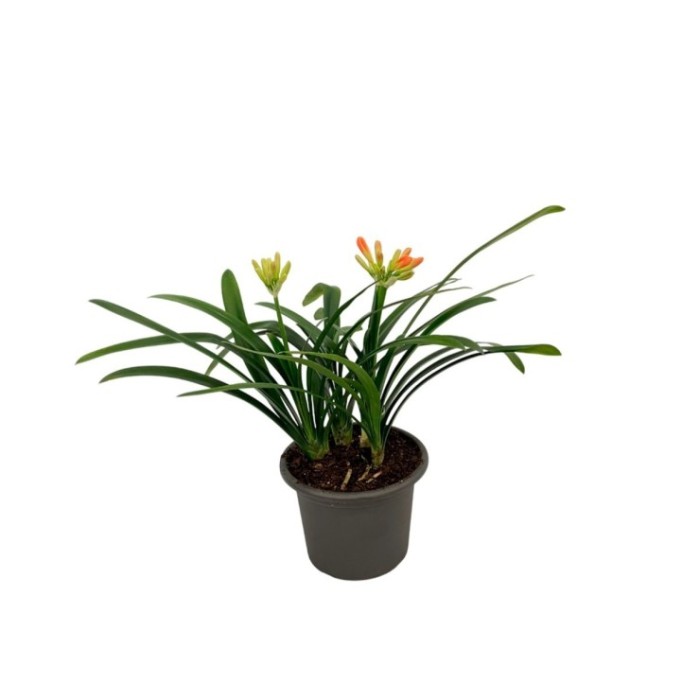 CLIVIA M30