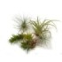TILLANDSIA SUELTA per enganxar, PETITA