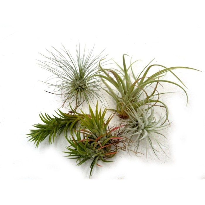 TILLANDSIA SUELTA per enganxar, PETITA