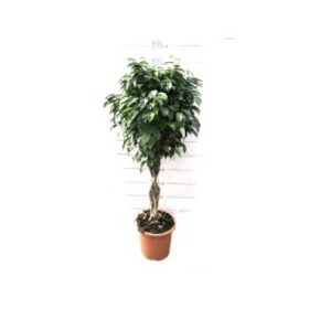FICUS BENJ. BOLA M25-110cm. TRENAT