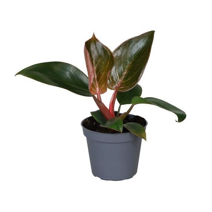 PHILODENDRON  M 6 PINK BIKINI