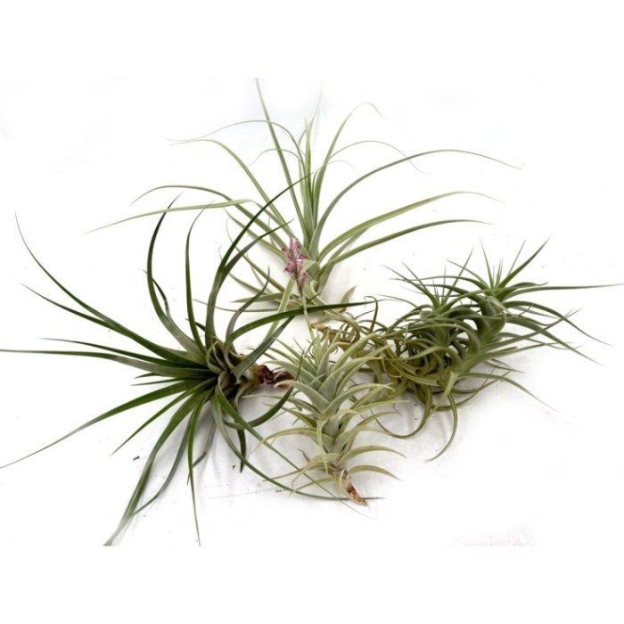 THILLANDSIA SUELTA per enganxar, GRAN