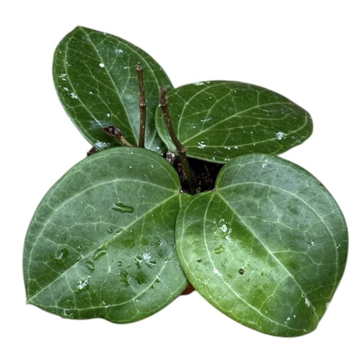 HOYA SARAWAK CREAM M11