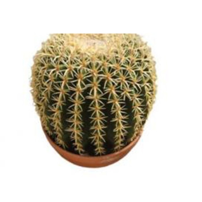 ECHINOCACTUS GRUSONII M20 Brevispinus