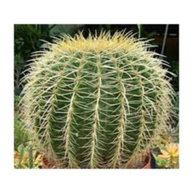 ECHINOCACTUS GRUSONII M20 XXL