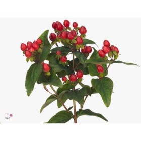 FLOR, HYPERICUM MAGIC TRIUMPH 60cm. paq.x10 rojo