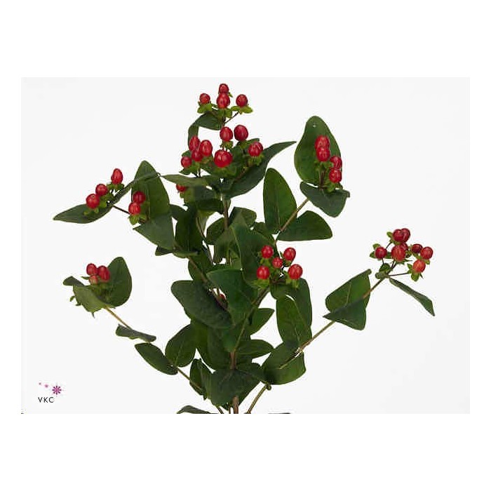 FLOR, HYPERICUM TRUE ROMANCE 70cm. X10