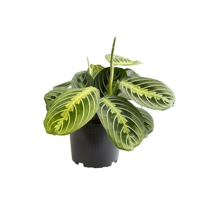 MARANTA LEUCONEURA M11 Lemon Lime