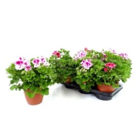 PELARGONIUM GRAZIOSA M15