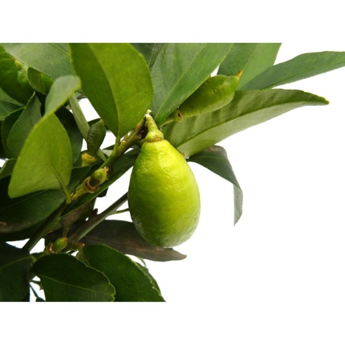 FORTUNELLA MARGARITA M20 - LIMAQUAT