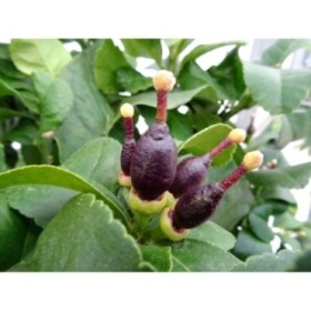 CITRUS LIMON M20 - LEMON CARRUBARO