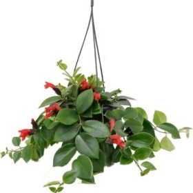 AESCHYNANTHUS PENJAR M15  Sr.