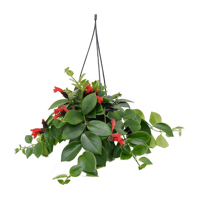 AESCHYNANTHUS PENJAR M15  Sr.