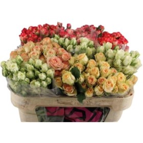 FLOR, ROSA SPRAY HO. MIX 50-60cm, x10 tiges.