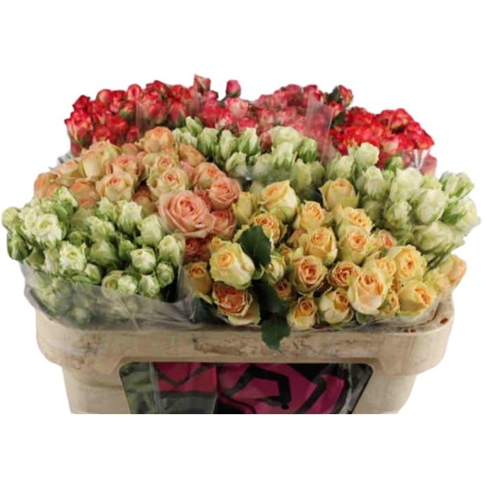 FLOR, ROSA SPRAY HO. MIX 50-60cm, x10 tiges.