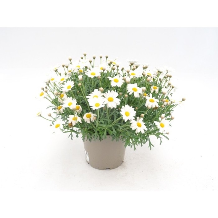 ARGYRANTHEMUM BLANCA M19