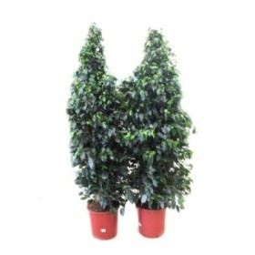 FICUS BENJ. DANIELE  M35-210cm. Sr.