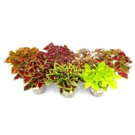 COLEUS MAIN STREET  M19