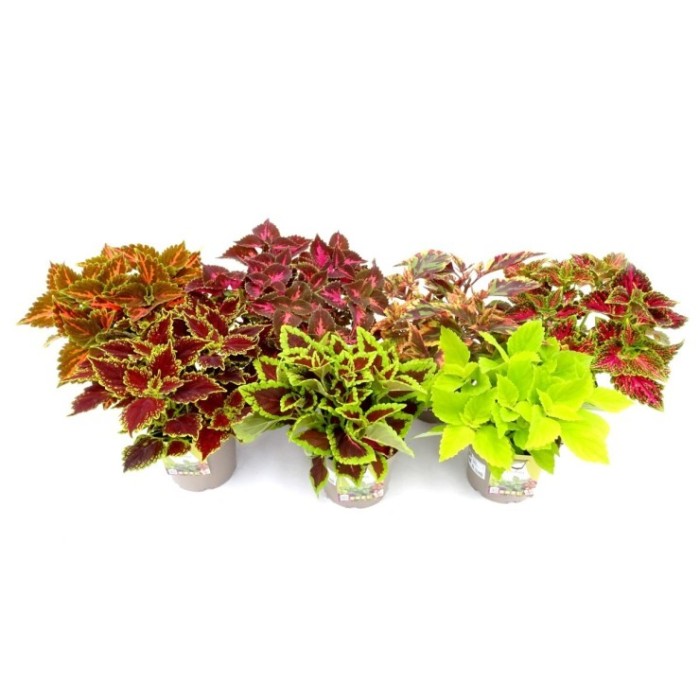 COLEUS MAIN STREET  M19