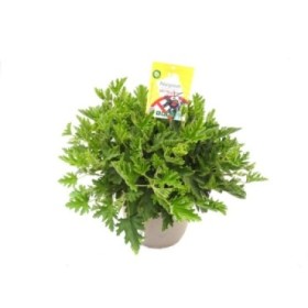 PELARGONIUM MOSKITO 10L