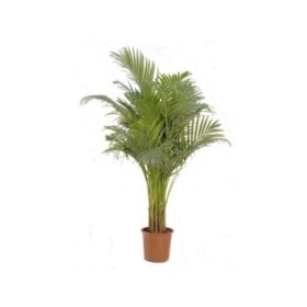ARECA  M24-150cm.