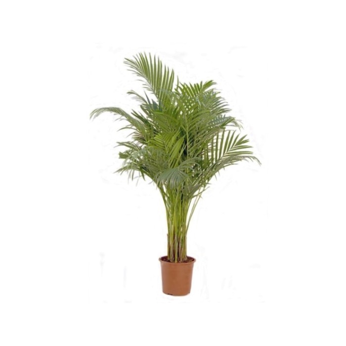 ARECA  M24-150cm.