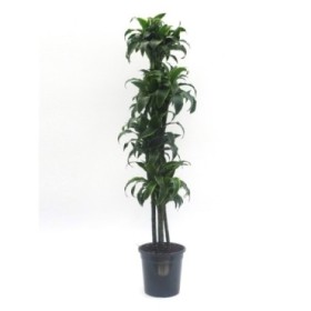 DRACAENA DORADO 120.90.60.30 M25 H160