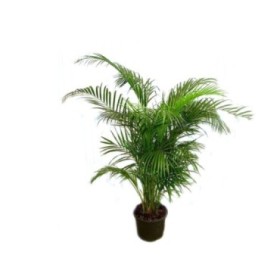 ARECA  M29-175cm.