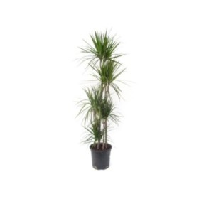 DRACAENA MARGINATA  M25  120.90.60.30.15 H180cm.