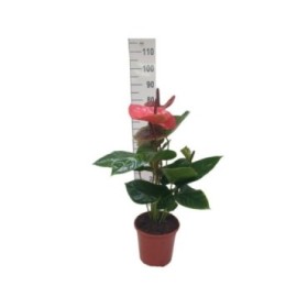 ANTHURIUM MIX M22 Sr. flor XL
