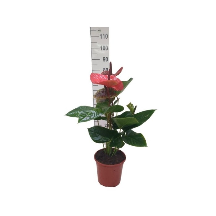 ANTHURIUM MIX M22 Sr. flor XL