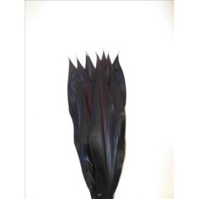 VERDS, CORDELYNE NEGRE 80CM IMPORT x10