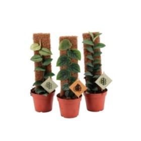 MONSTERA M14 H50 MIX ESPECIAL