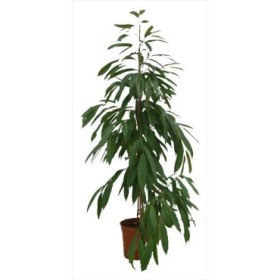 FICUS AMSTEL KING  M22-150cm.