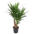 YUCCA RAMIFICADA  M24-100cm.