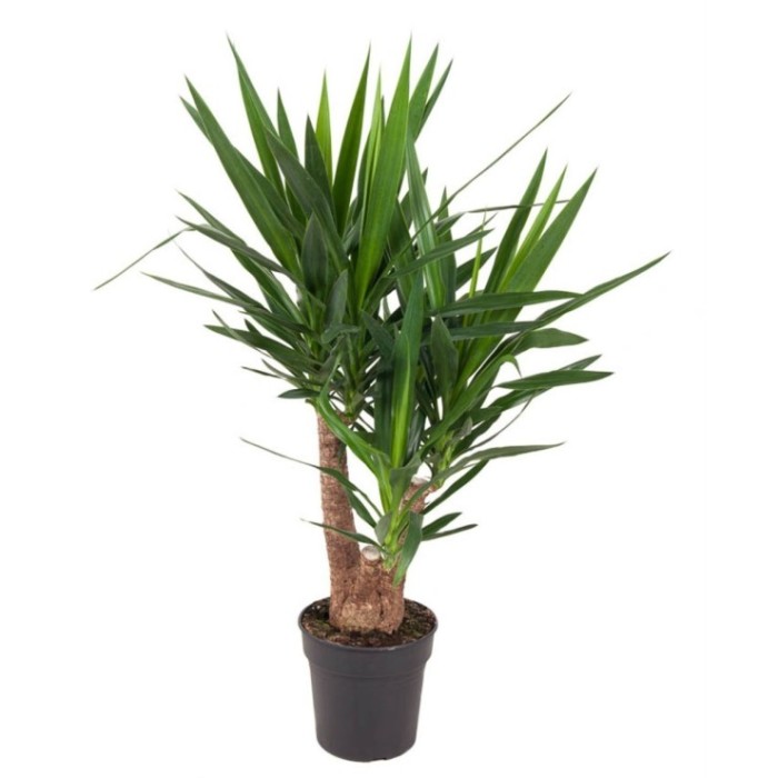 YUCCA RAMIFICADA  M24-100cm.