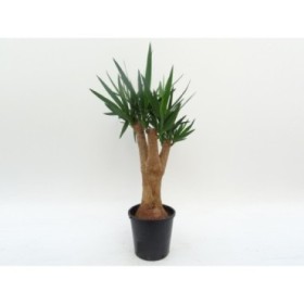 YUCCA RAMIFICADA  M24-100cm.