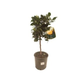 CITRUS ICHANGENSIS M20 - YUZU