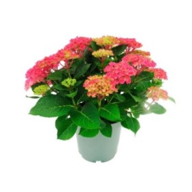 HORTENSIA M23 CABARET