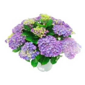 HORTENSIA M23 CABARET